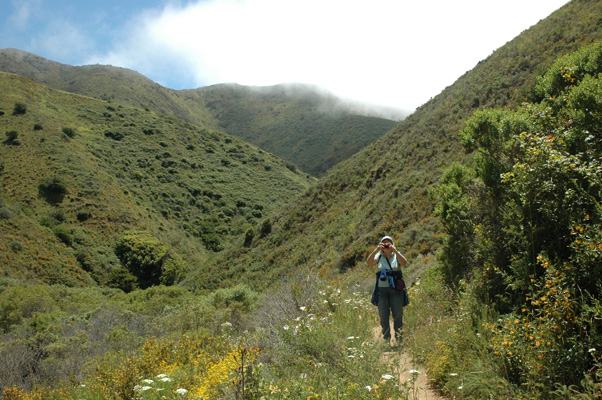 Soberanes Canyon 068.jpg